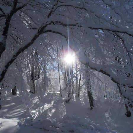 Stara Planina Vila Vesela Kuca Jalovik Izvor Extérieur photo